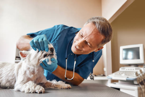 Best Emergency Gum Treatment in Montrose Ghent, OH